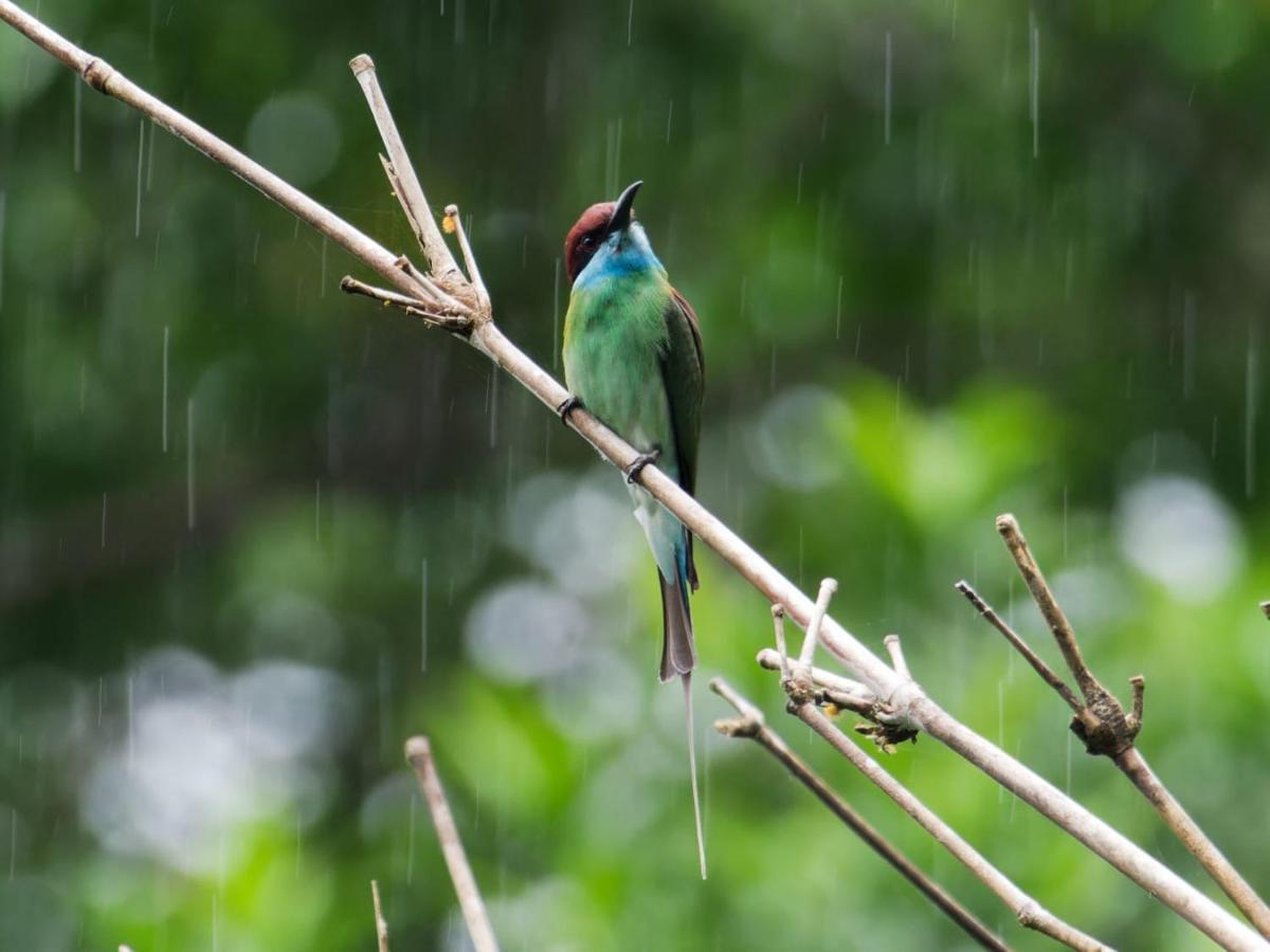Sumatra Expedition Lodge Bukit Lawang Ngoại thất bức ảnh