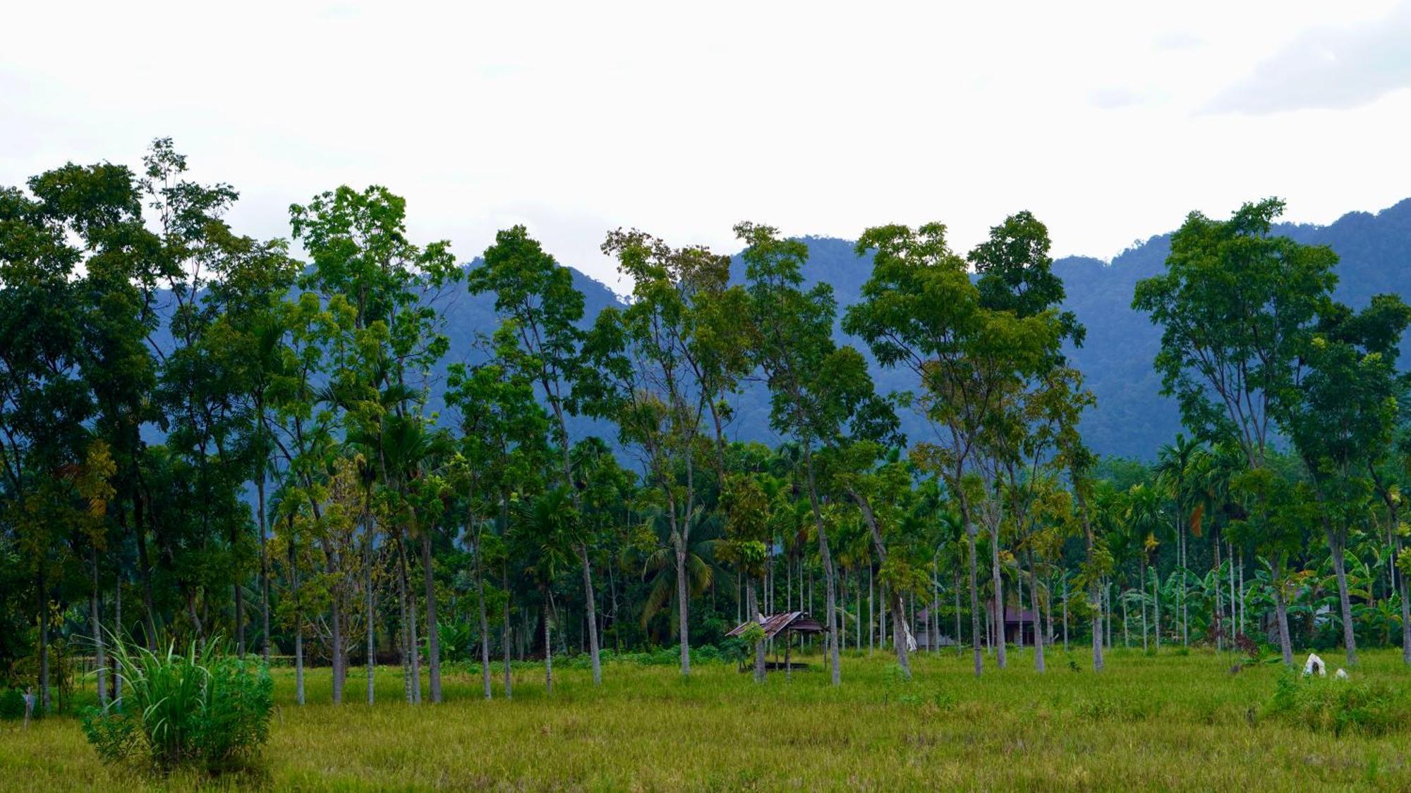 Sumatra Expedition Lodge Bukit Lawang Ngoại thất bức ảnh