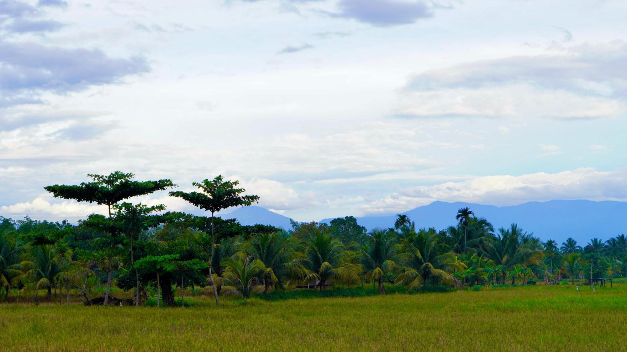 Sumatra Expedition Lodge Bukit Lawang Ngoại thất bức ảnh