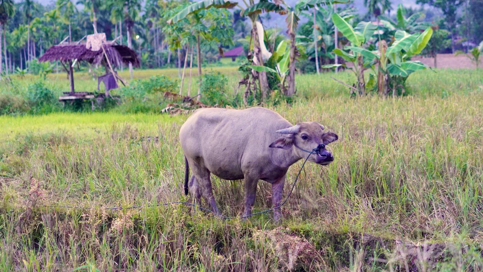 Sumatra Expedition Lodge Bukit Lawang Ngoại thất bức ảnh
